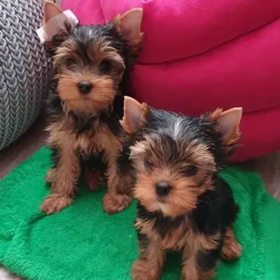 Chiots Yorkshire Terrier Premium : excellent tempérament