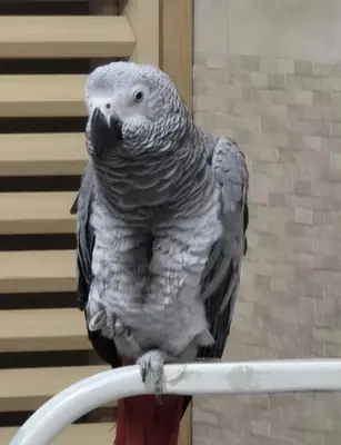 Ev ortamına alışmış konuşkan Jako papağanı yeni ailesini arıyor