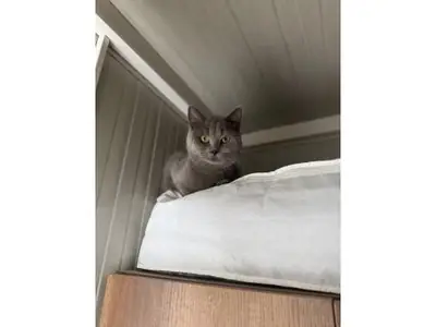 Sessiz karakterli British Shorthair dişi kedi sahiplendirme