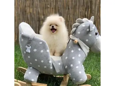 Kar beyazı Pomeranian yavrusu aile ortamında büyüdü