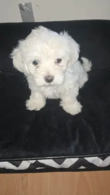 Gift male and female Maltese puppies