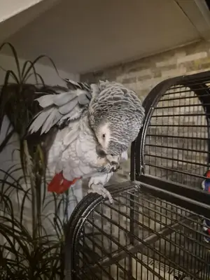 Ev düzenine alışkın Jako papağanı güvenilir bir yuva arıyor