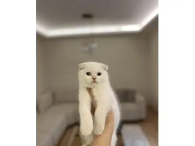Sakin mizaçlı Scottish Fold dişi kedi yeni sahibini arıyor
