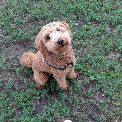 一只棕色的雌性贵宾犬正在寻找一个充满爱的家。