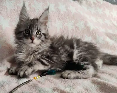 Gatitos Maine Coon disponibles..