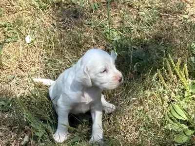 8 English Setter Puppies for sale. 1500 euros each 