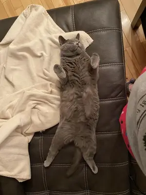 一只生活规律安静、性格温顺的英国短毛猫