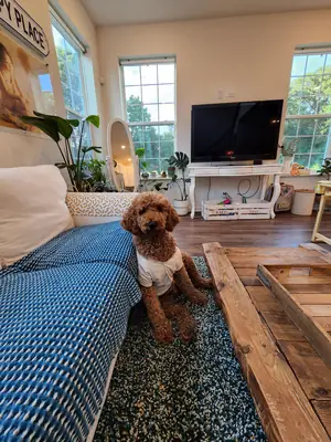 棕色贵宾犬，雌性，遛狗时仍然守在门口。