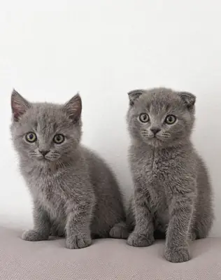 2 hermanos en Barcelona