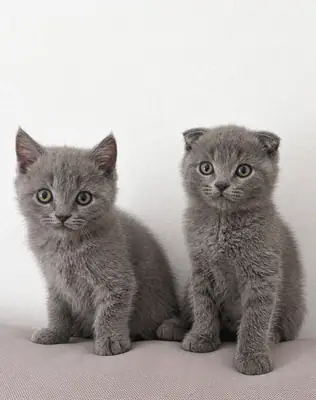 Deux frères à BCN (British-Scottish Fold)