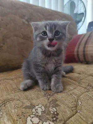 Sevimli Minişler(erkek dişi)