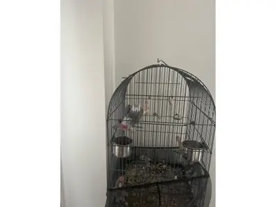 Perroquet gris du Gabon habitué à parler avec les gens cherche nouveau foyer