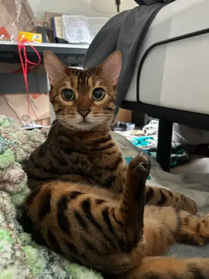 Chat Bengal actif mais affectueux cherche nouveau chez lui
