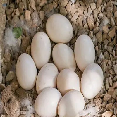Œufs fertiles de perroquets et poussins à vendre – Disponibilité limitée