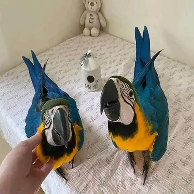 13. Huevos fértiles de loros y polluelos en venta – Gran oportunidad