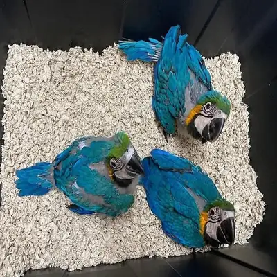 Oeufs fertiles de perroquets et poussins à vendre – Réponse rapide