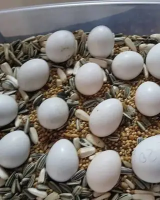 Продаются fertilные яйца попугаев и здоровые птенцы