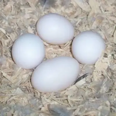Продаются fertilized яйца попугаев и птенцы – Запрос по электронной почте
