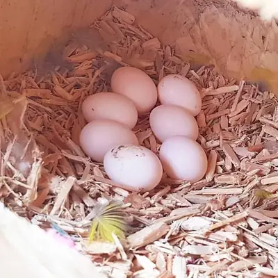 Œufs fertiles de perroquets et poussins à vendre – Poussins adorables