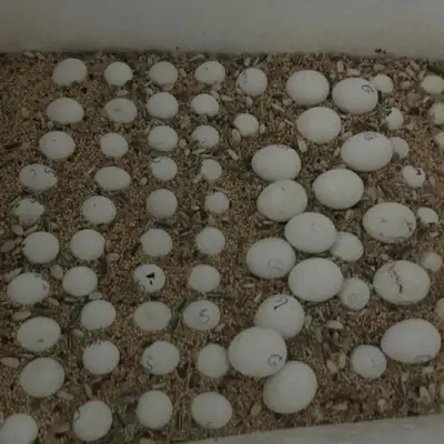 Huevos fértiles de loros y polluelos en venta – Hermosos bebés