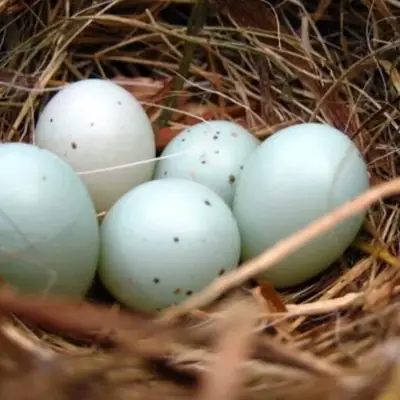 Œufs fertiles de perroquets et poussins à vendre – Prêts pour un nouveau foyer