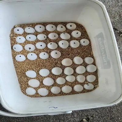 Huevos fértiles de loros y polluelos en venta – Huevos de calidad