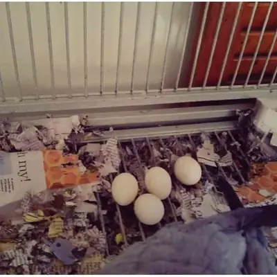 Œufs fertiles de perroquets et poussins à vendre – Informations disponibles