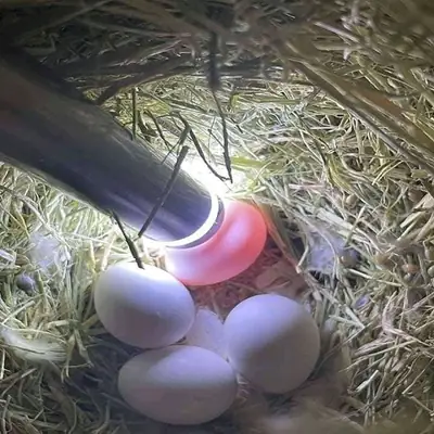 Oeufs fertiles de perroquets et poussins à vendre – Qualité et dévouement