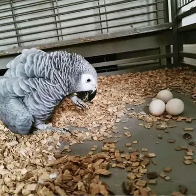 Œufs fertiles de perroquets et poussins à vendre – Poussins charmants