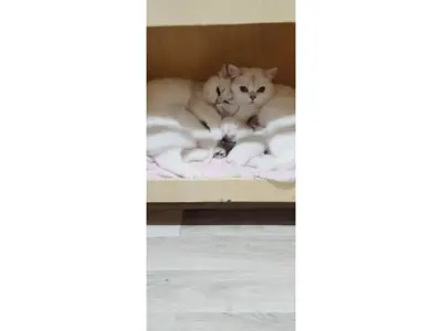 一只性格非常温顺的英国短毛猫雄性待售