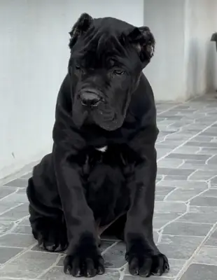 Excepcionales Cachorros Cane Corso Buscando Hogares Amorosos para Siempre