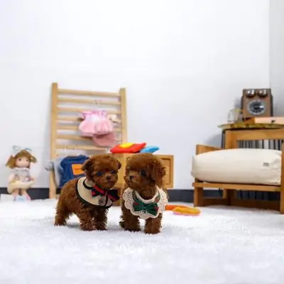 Jolis chiots Toy Poodle WhatsApp... +33682132752
