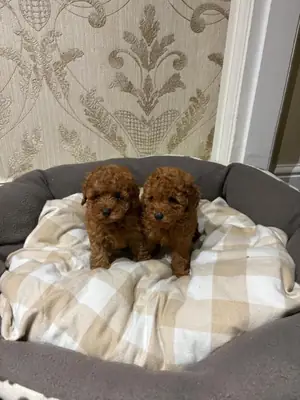 Regalo Cachorros Caniche Toy  Whatsapp  (+34)611386992