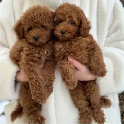 [ Regalo Cachorros Caniche Toy  Whatsapp  (+34)611386992
