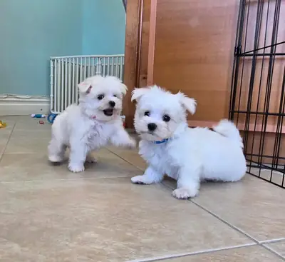 ....Regalo Cachorros Bichón Maltés  Whatsapp  (+34)611386992