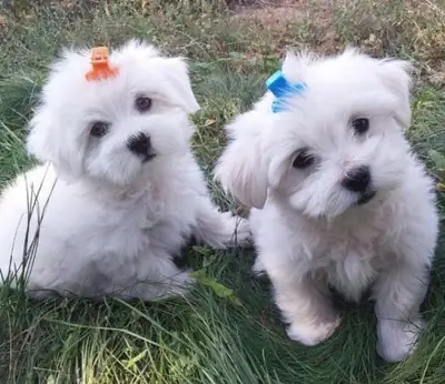 Regalo Cachorros Bichón Maltés Whatsapp (+34)611386992 .....