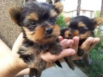 ,.,Regalo Cachorros Yorkshire Terrier Toy  Whatsapp  (+34)611386992
