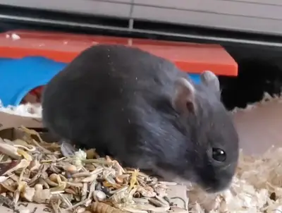 坎贝尔的这只性情温顺的仓鼠正在寻找新家。