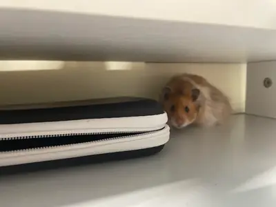 Un petit banc de tétras pour un aquarium tranquille