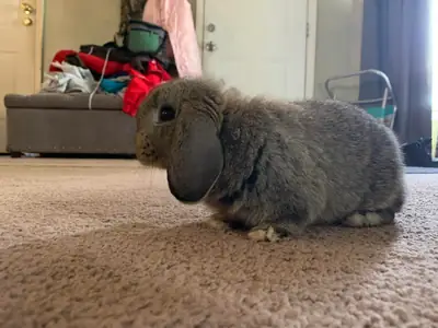 Evde büyütülmüş sevimli Mini Lop tavşanı