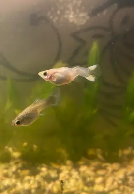 来自家庭水族箱的美丽孔雀鱼