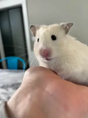 Un petit hamster sibérien au caractère doux