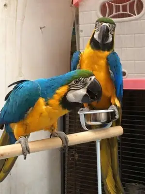 WhatsApp:( +63-945-135-8253 ) Hyacinth Macaw Parrots