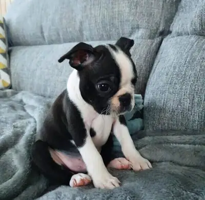 Cachorros Boston Terrier Listos WhatsApp:( +63-945-135-8253 )