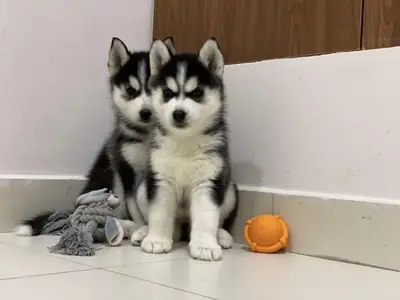 Siberian Husky Yavru Hediye Whatsapp (+34)611386992