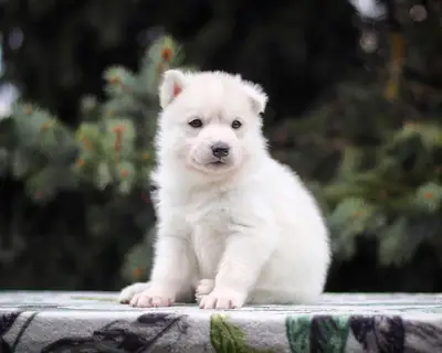 Regalo Cachorros Husky Siberiano  Whatsapp (+34)611386992 =