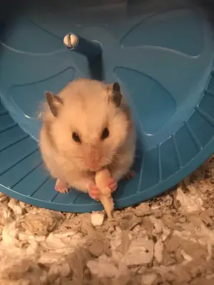 Küçük bir Türk hamsterı huzurlu bir yuva arıyor.