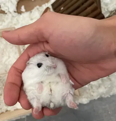 Evde beslenmeye uygun sakin bir Kore hamsterı.