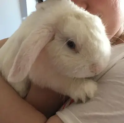 Uysal bir karaktere sahip genç bir Holland Lop tavşanı.