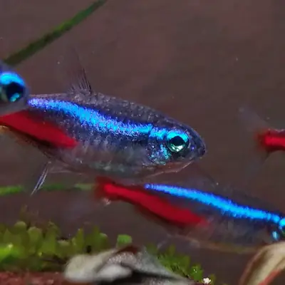 一群霓虹灯鱼适合平静的水族箱
